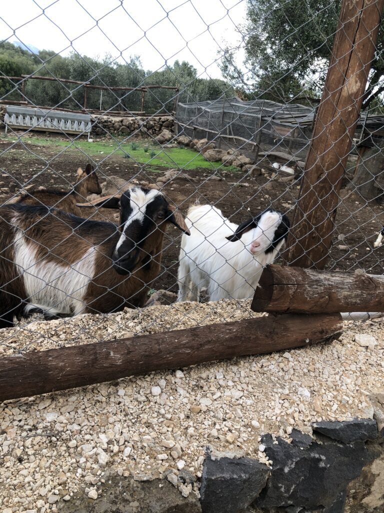 Fattoria all'Ecoparco Neulè, Dorgali (NU)